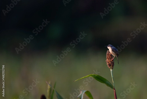 Fototapeta A small, vibrant Ashy prinia perched on a seed stub , set against a soft, blurred natural background.