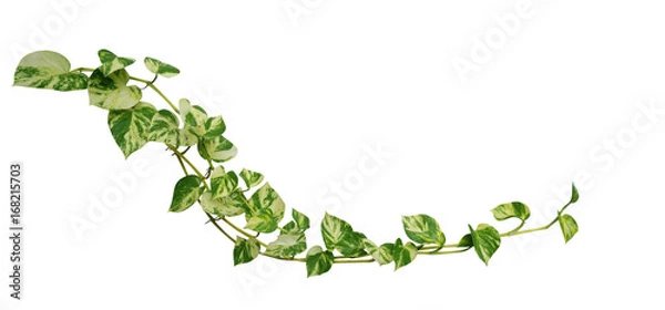 Obraz Heart shaped leaves vine golden pothos isolated on white background, tropical climbing jungle plant, clipping path included