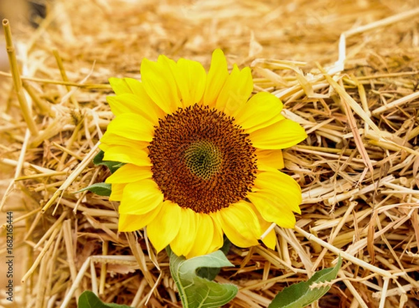 Fototapeta A large sunflower with straw on the  background.