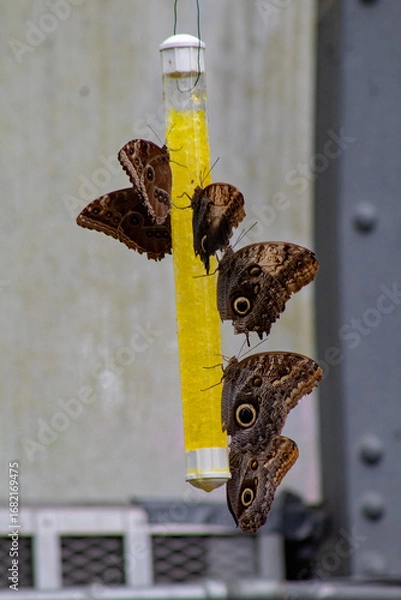 Fototapeta Many morpho butterflies on a garden feeder.