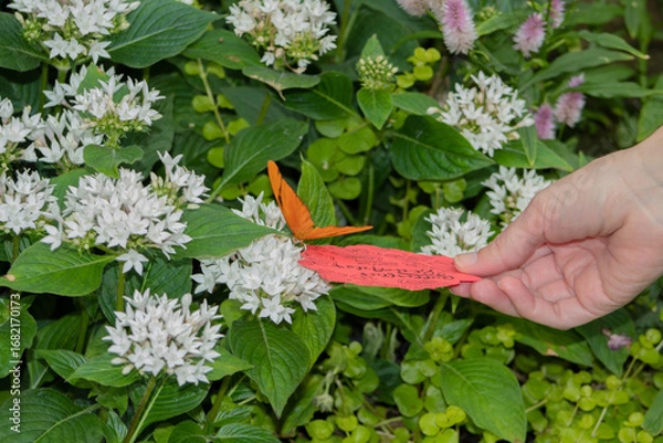 Fototapeta A child's hand with a scented card hopping that a Julia heliconian butterfly will rest on.