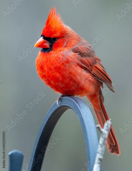 Obraz cardinal on a branch