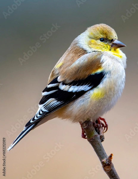Obraz blue tit on branch