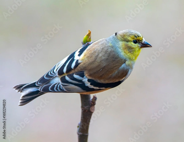Obraz blue tit on a branch