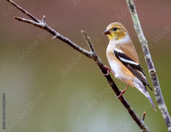 Obraz finch on a branch
