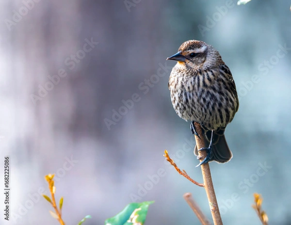 Obraz sparrow on a branch