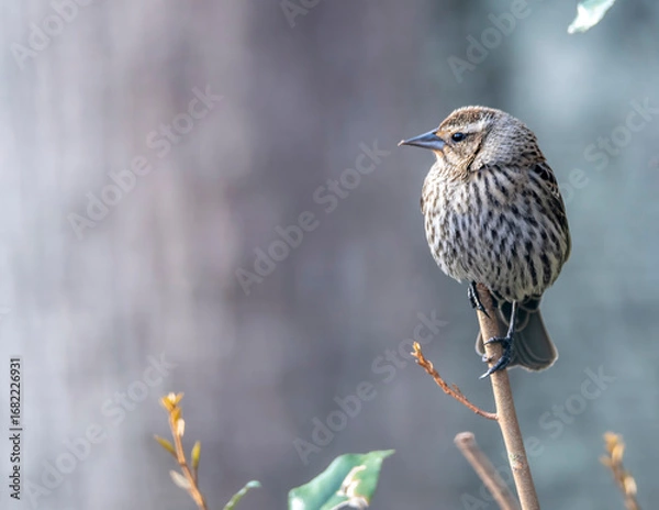 Obraz sparrow on a branch