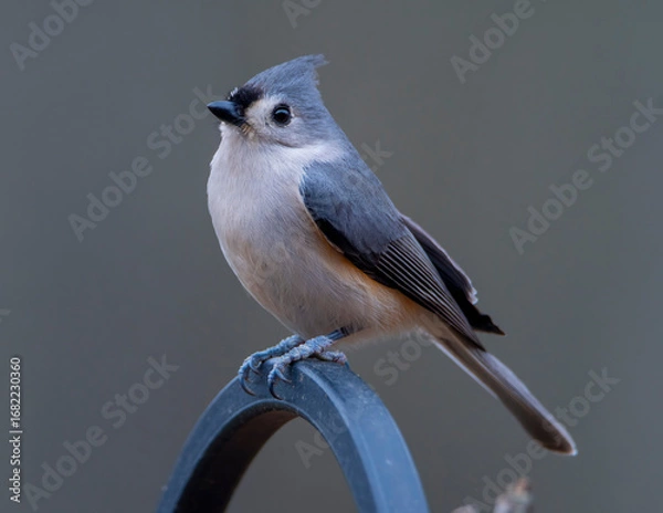Obraz blue tit on a branch