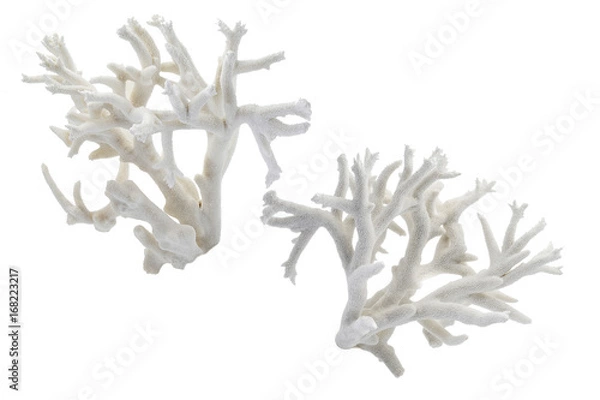 Obraz White coral.