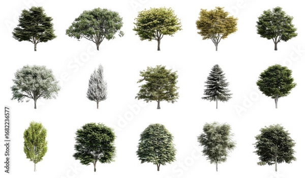 Obraz Diverse tree silhouettes