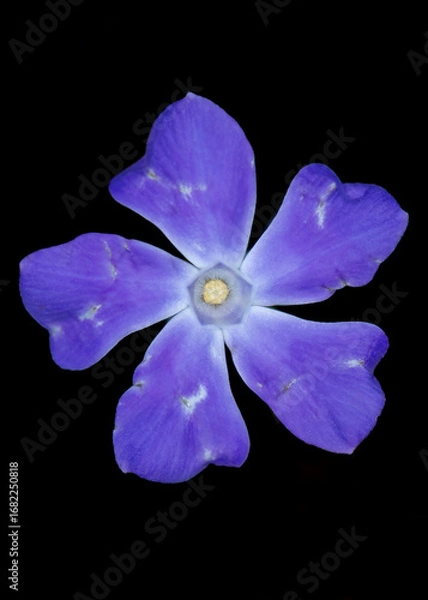 Obraz violet flower isolated on black