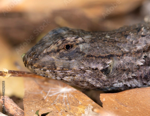 Obraz lizard on a rock