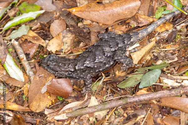 Obraz lizard on the ground
