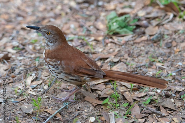 Obraz sparrow on a grass