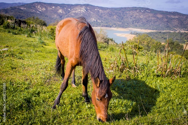 Fototapeta Caballo pastando