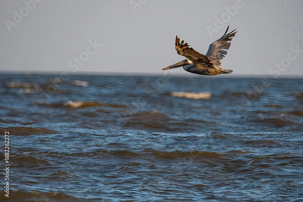 Obraz pelican in flight