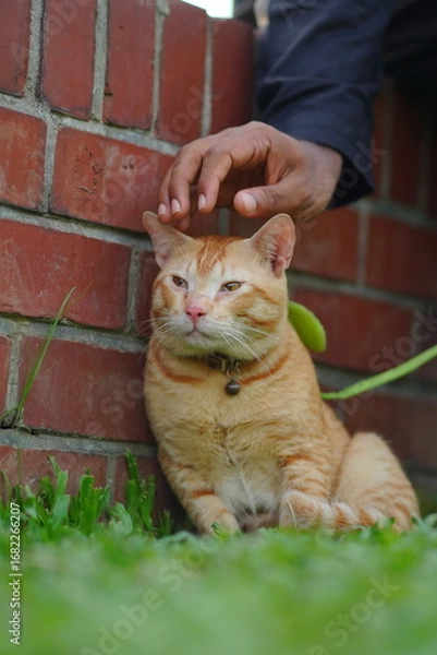 Fototapeta cat in the hands