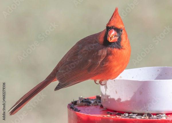 Obraz red cardinal bird