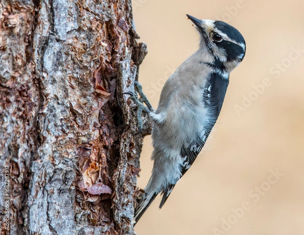 Obraz woodpecker  on a tree branch