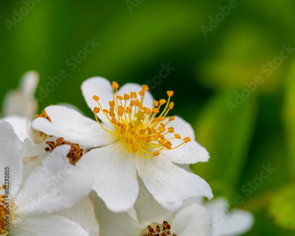 Obraz flower on a tree
