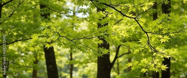 Obraz green leaves background