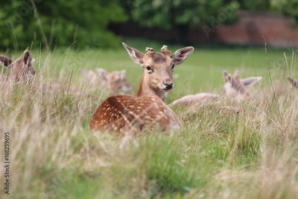 Fototapeta Fallow deer