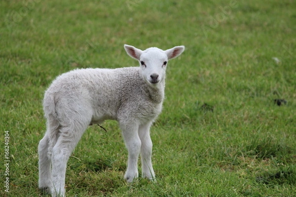 Fototapeta Lamb