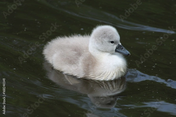 Fototapeta Cygnet