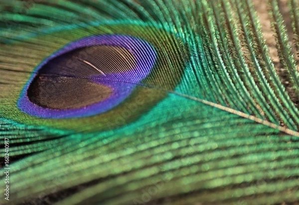 Obraz Peacock feather closeup. Selective focus. Feather background.
