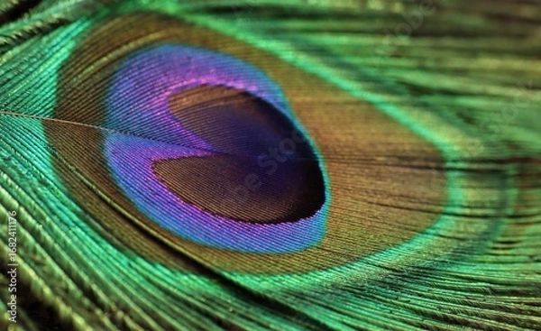 Obraz Peacock feather closeup. Selective focus. Feather background.