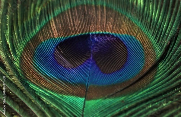 Obraz Peacock feather closeup. Selective focus. Feather background.