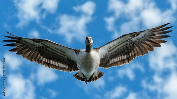 Obraz Large Bird (Goose/Waterfowl) Flying in Clear Blue Sky with White Clouds, Fully Spread Wings, Brown-White Feathers