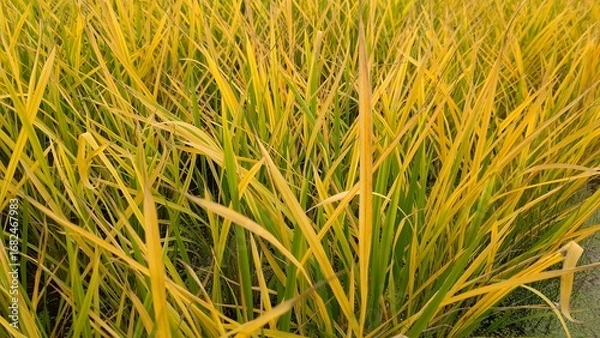 Obraz ある日突然枯れ始める稲