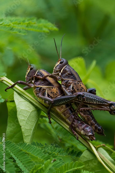 Fototapeta saltamontes