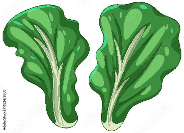 Obraz Vibrant Green Leafy Vegetable Illustration