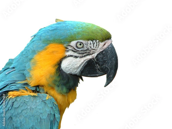 Obraz papuga