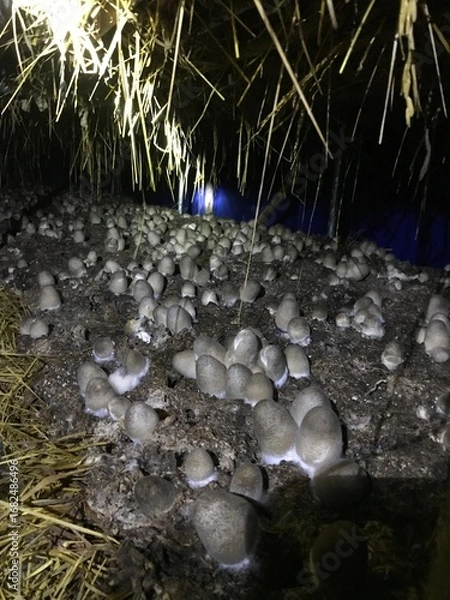 Obraz snow covered tree