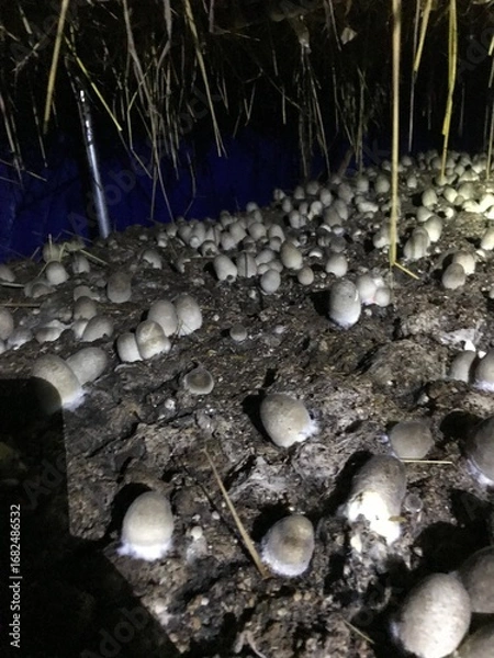 Obraz water drops on the rocks