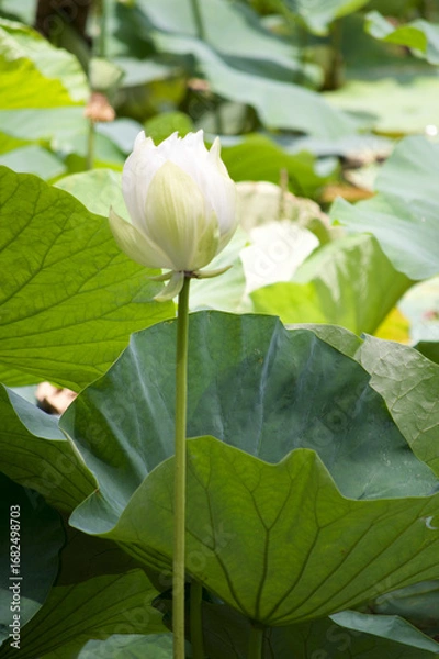 Obraz White Lotus