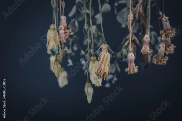 Fototapeta ドライフラワー