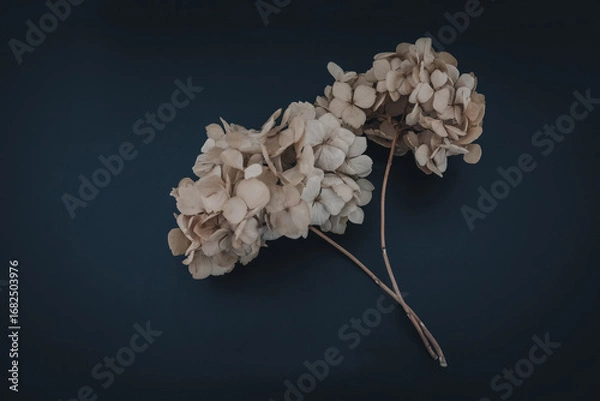 Fototapeta 紫陽花