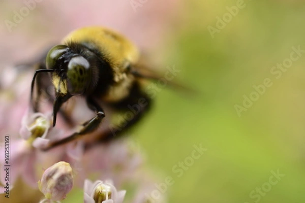 Obraz HARMONY IN THE GARDEN