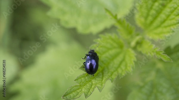 Fototapeta bug on a leaf macro