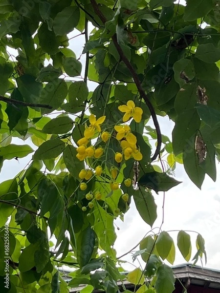 Obraz yellow flowers on a tree