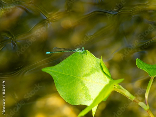 Fototapeta 水辺の葉に止まるセスジイトトンボ