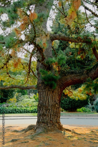 Fototapeta Old pine tree with large trunk and green needles in public park