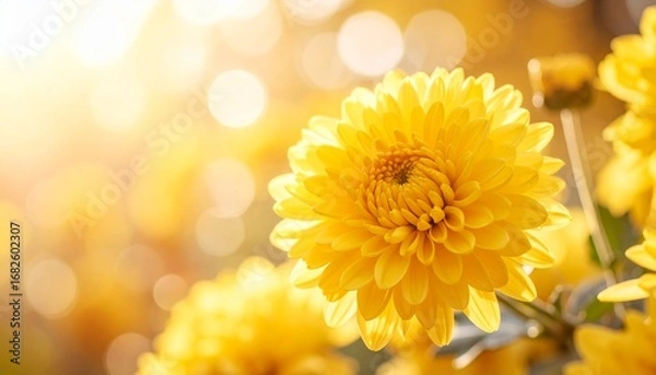 Fototapeta 黄色の菊の花をクローズアップで撮影した写真です。
浅い被写界深度で花を際立たせ、背景は柔らかい秋のボケで包まれています。