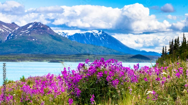 Fototapeta Wildflowers in the Yukon