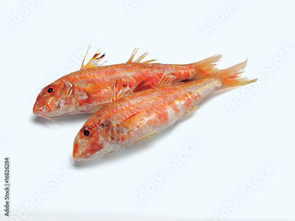 Fototapeta Red Mullet (Rotbarbe)