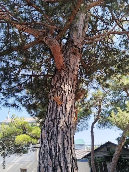 Obraz squirrels on a pine tree